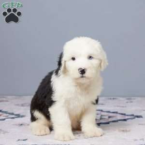 Cheyenne, Old English Sheepdog Puppy